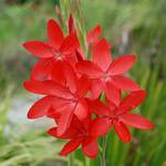 Schizostylis coccinea major