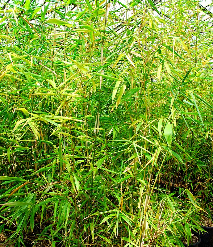 Bambou yashadake