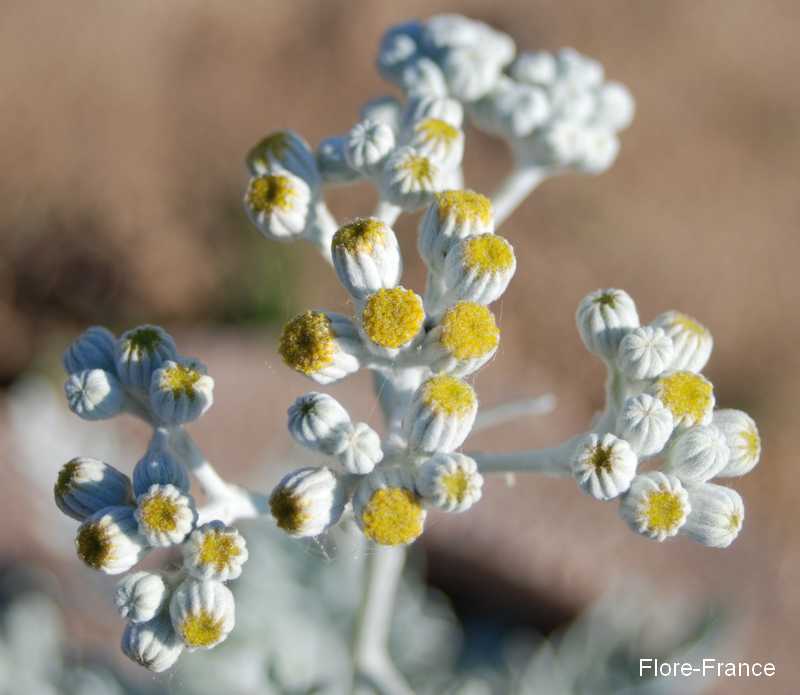 Photo Senecio cineraria