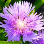 Photo Stokesia laevis blue star