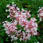 Photo Lilas à petites feuilles Superba