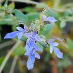 Photo Teucrium fruticans