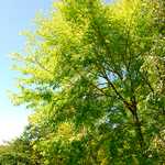 Photo Orme RESISTA ® Saporro Gold