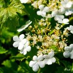 Photo Boule de neige Xanthocarpu