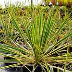 Photo Yucca filamentosa Bright Edge