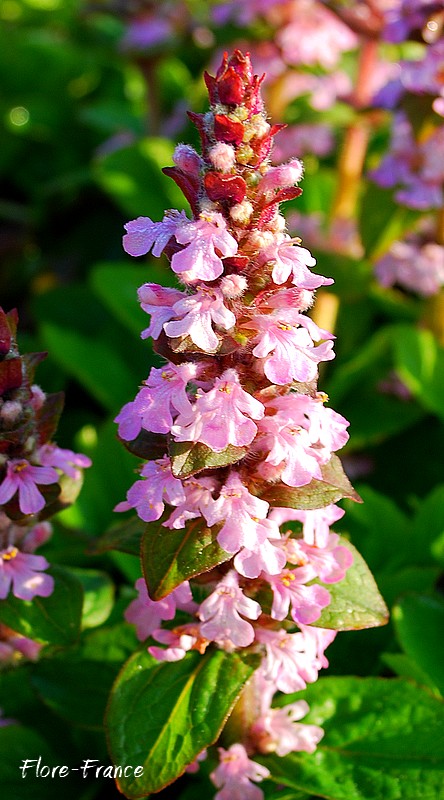 Photo Bugle rampante Pink Elf