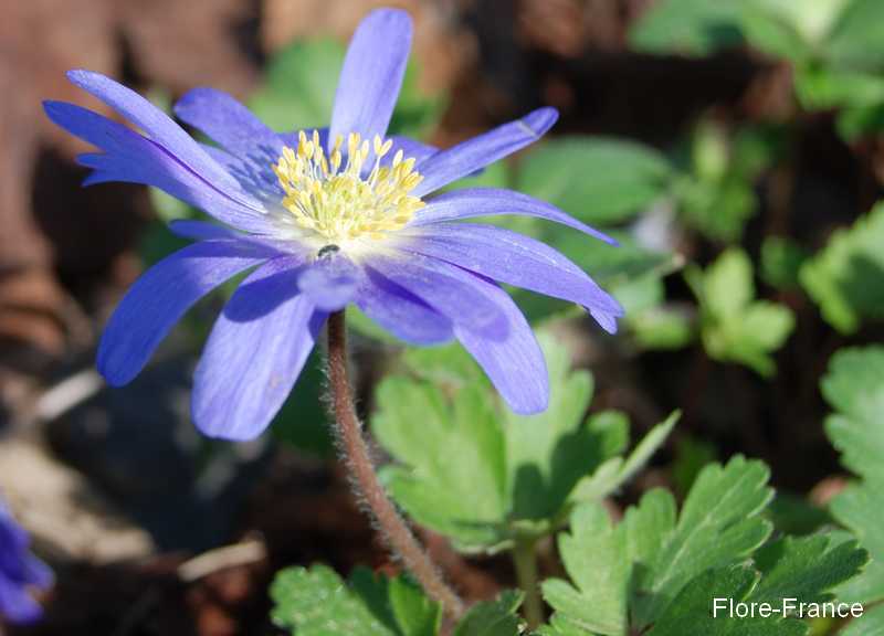 Photo Anémone des Balkans bleue