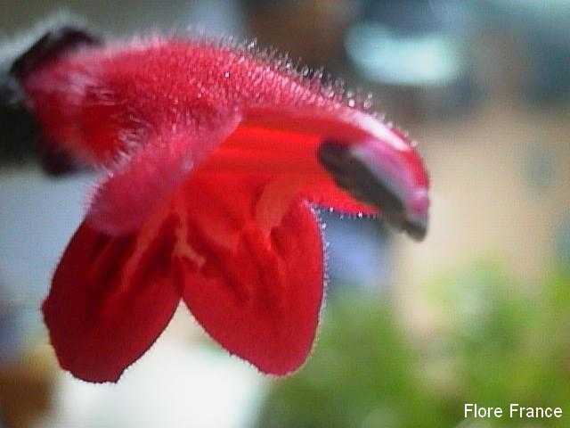 Photo Aeschynanthus lobbianus
