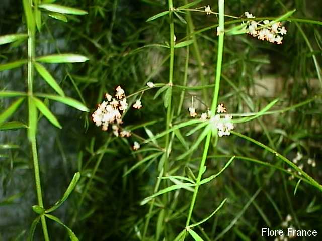 Photo Asparagus densiflorus