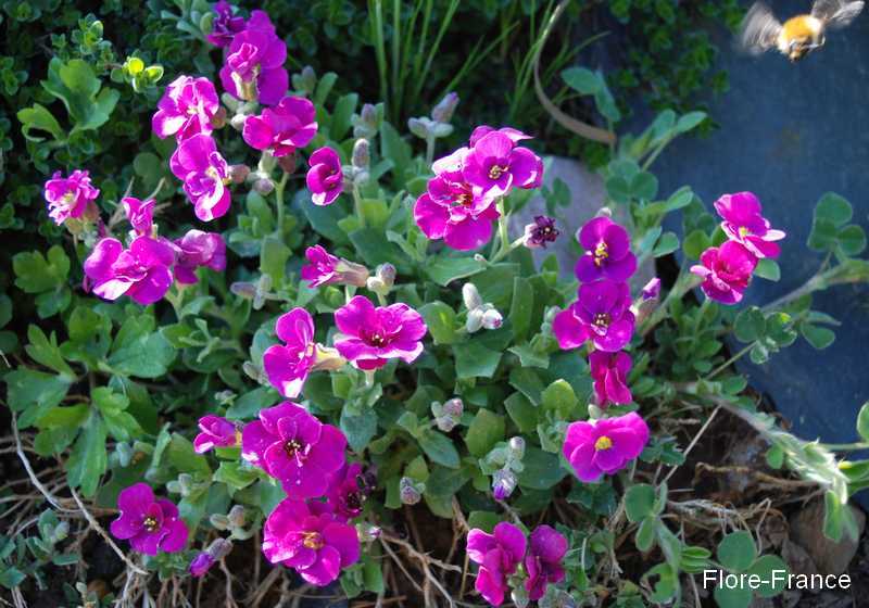 Photo Aubriète 'Royal Red'