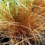 Photo Carex flagellifera