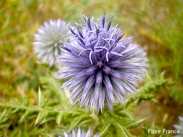 Photo Chardon bleu ou Azurite ou Oursin bleu