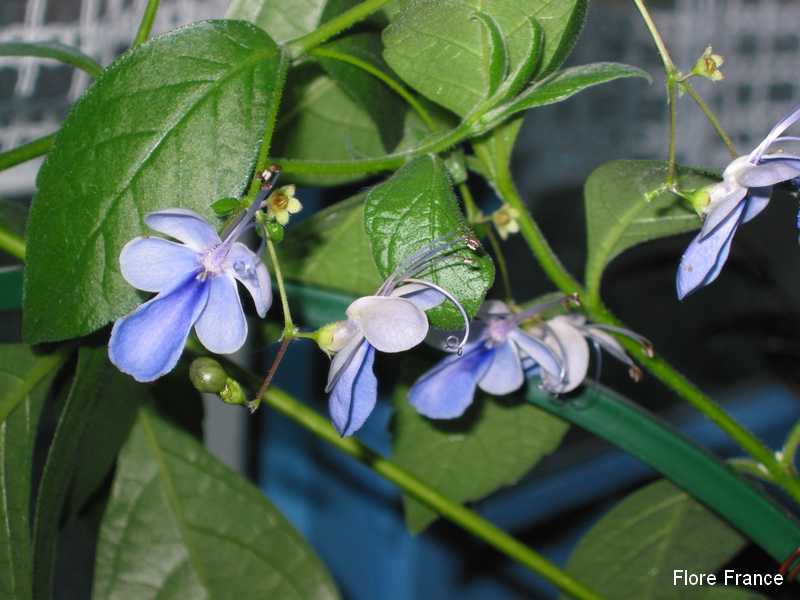 Photo Clerodendron