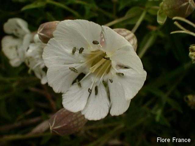 Photo Compagnon blanc