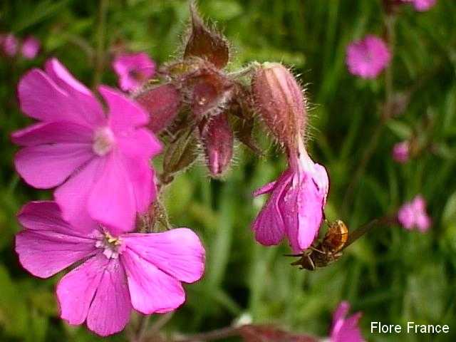 Photo Compagnon rouge