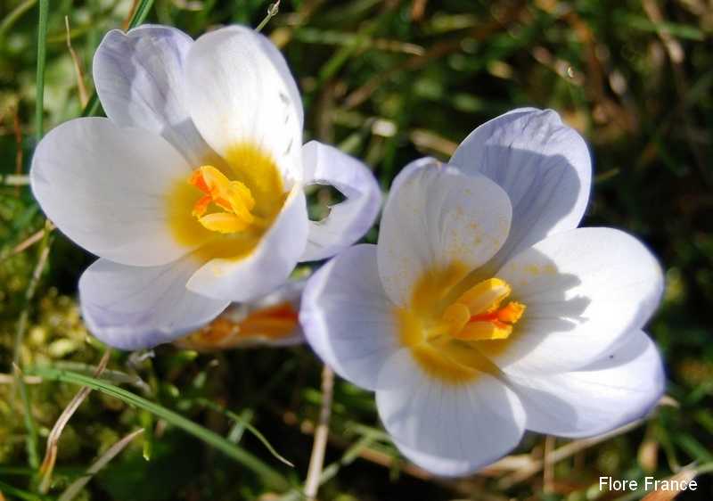 Photo Crocus crysanthus