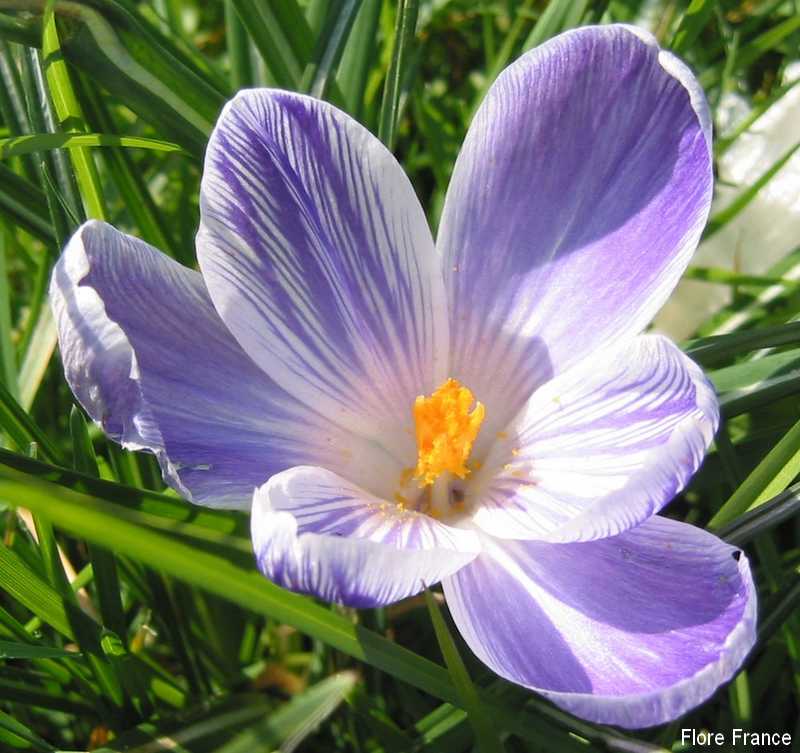 Photo Crocus vernus