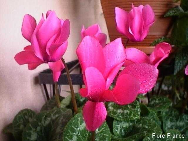 Photo Cyclamen rohlfsianum