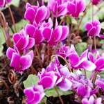 Photo Cyclamen de Naples