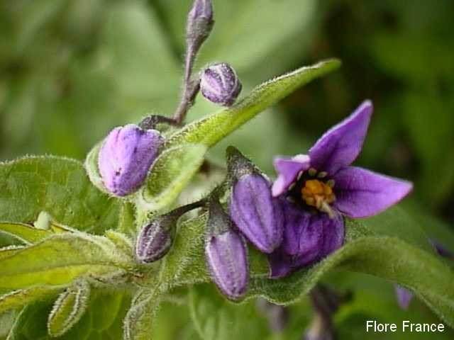 Photo Douce-amère