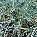 Photo Elymus magellanicum