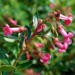 Photo Escallonia Donard radiance