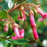 Photo Escallonia rubra macrantha