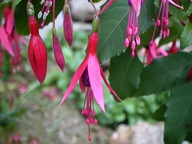 Photo Fuchsia