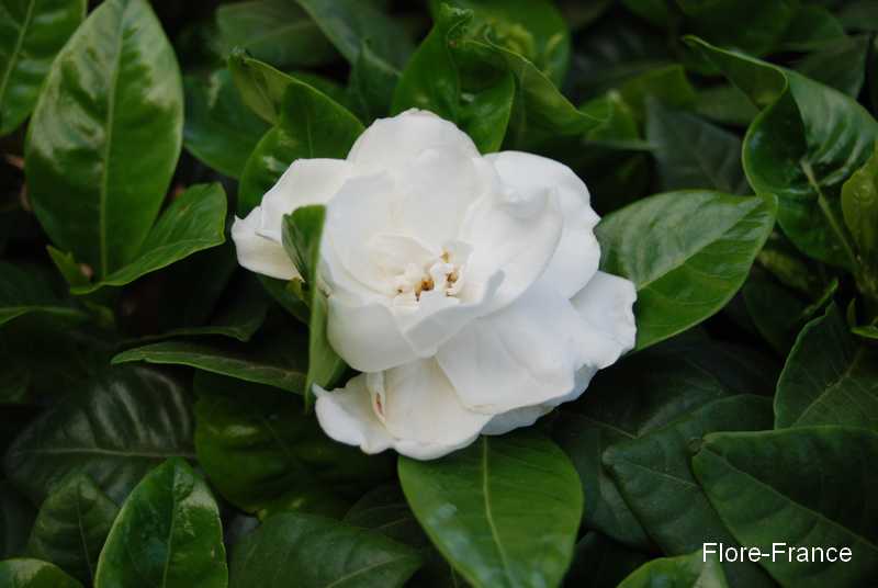 Photo Gardenia augusta