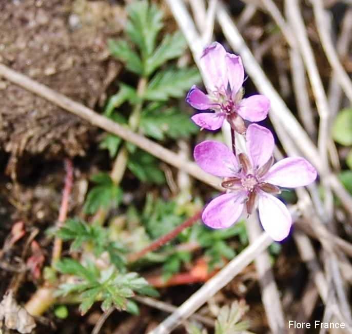 Photo Géranium Herbe-à-Robert (Bec de grue)