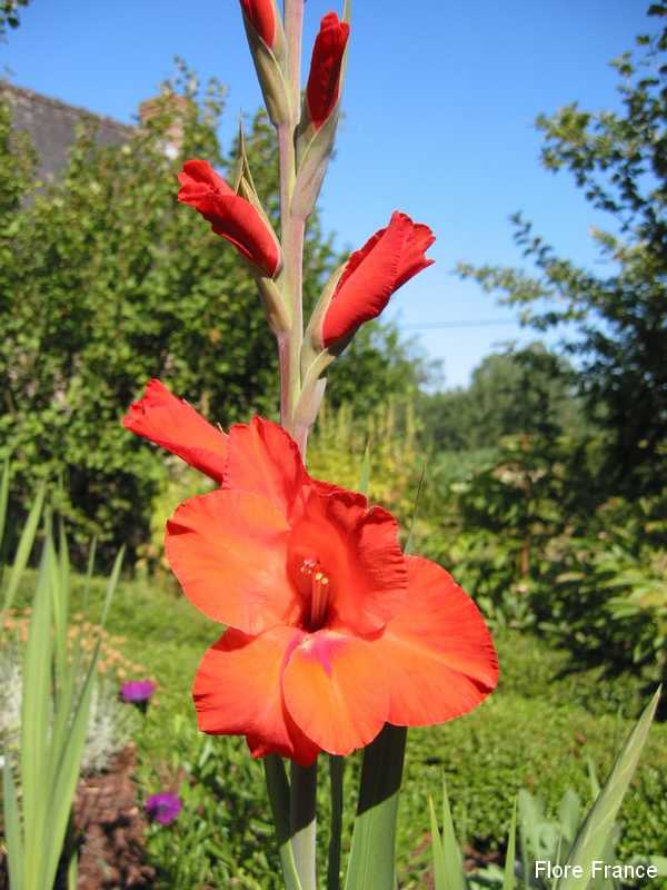 Photo Glaïeul à grandes fleurs