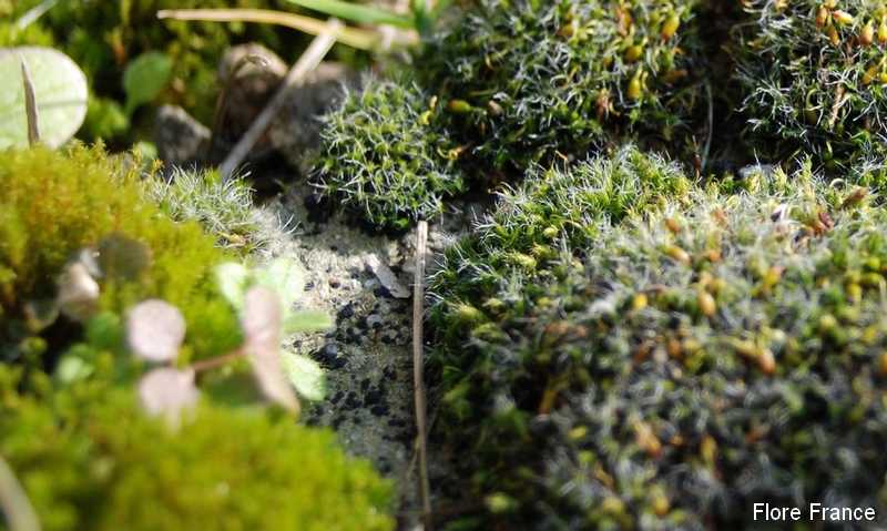 Photo Grimmia pulvinata