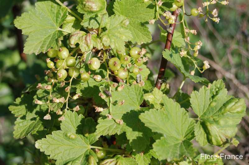 Photo Groseiller à grappes blanches