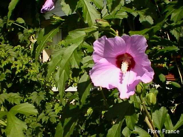 Photo Hibiscus