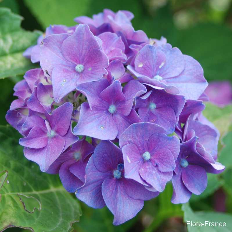 Photo Hortensia