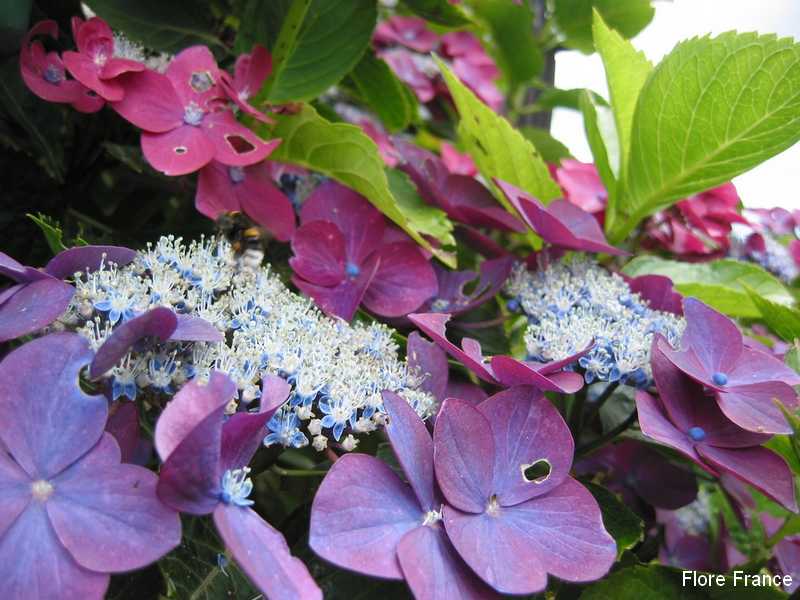 Photo Hortensia Bonnet de dentelle