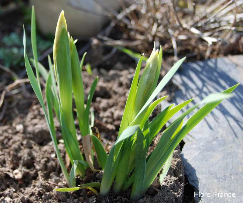 Photo Iris nain jaune