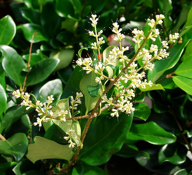 Ligustrum japonicum Texanum.