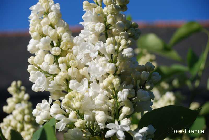 Photo Lilas commun 'Mont Blanc'