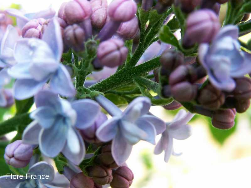 Photo Lilas commun 'Firmament'