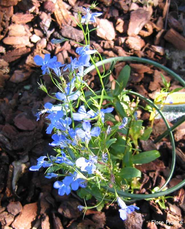 Photo Lobelia pendula