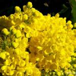 Photo Mahonia à feuilles de houx