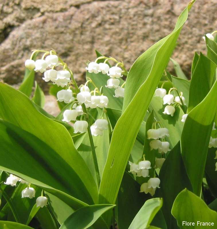 Photo Muguet