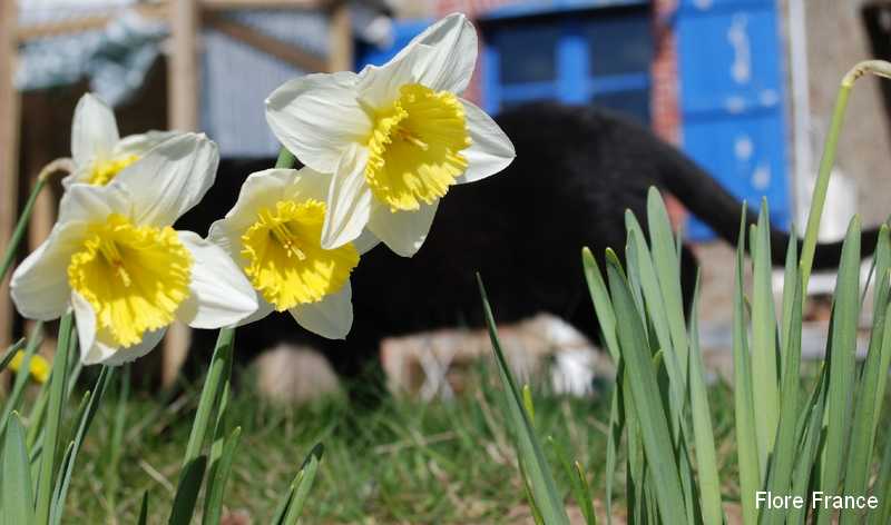 Photo Narcisse jaune ou Narcisse trompette