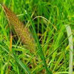 Photo Pennisetum compressum