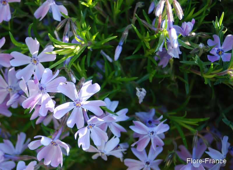 Photo Phlox subulata 'Blue Eyes'