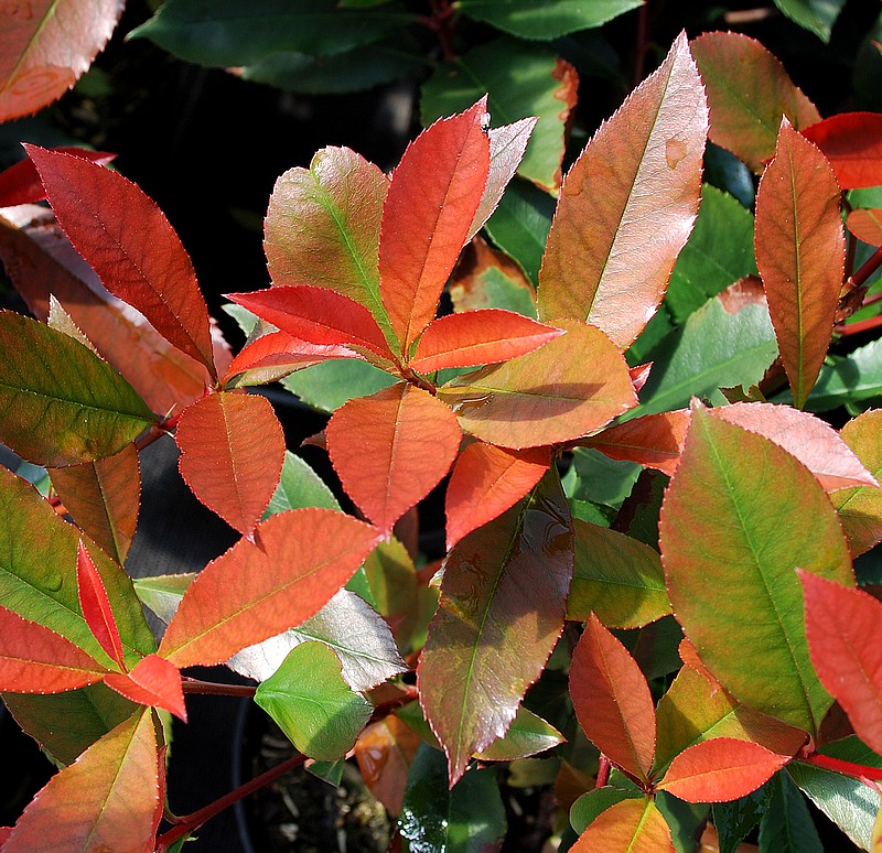 Photo Photinia fraseri nana select