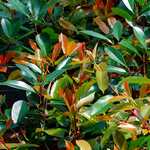 Photo Photinia fraseri Red Robin