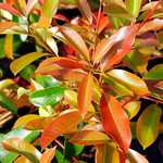 Photo Photinia fraseri Robusta Compacta