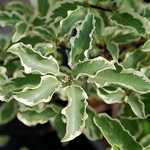 Photo Pittosporum argyrophyllum